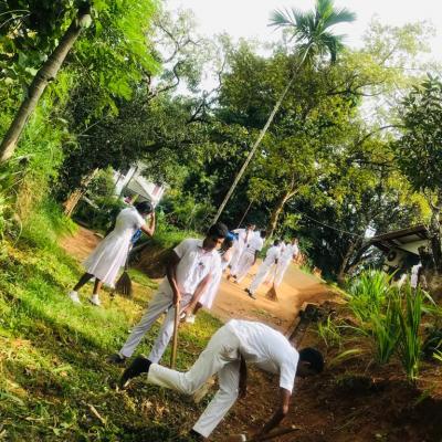 පැල සිටුවීම  